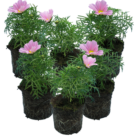 Cosmos bipinnatus 'Apollo Pink' from Cedar Nursery, Cobham