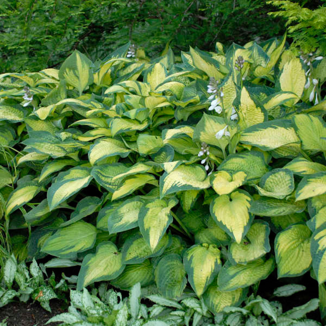 Hosta 'Paul's Glory' from Cedar Nursery, Cobham