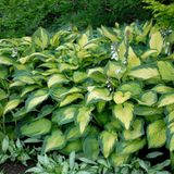 Hosta 'Paul's Glory' from Cedar Nursery, Cobham