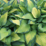 Hosta 'Paul's Glory' from Cedar Nursery, Cobham