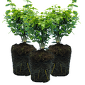 Euonymus fortunei 'Emerald Gold' from Cedar Nursery, Cobham