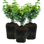 Euonymus fortunei 'Emerald Gold' from Cedar Nursery, Cobham
