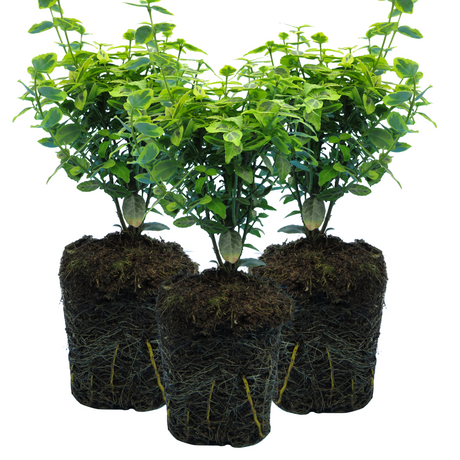 Euonymus fortunei 'Emerald Gold' from Cedar Nursery, Cobham