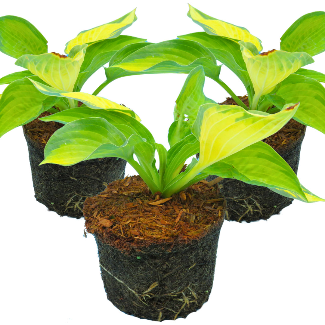 Hosta 'Paul's Glory' from Cedar Nursery, Cobham