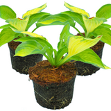 Hosta 'Paul's Glory' from Cedar Nursery, Cobham
