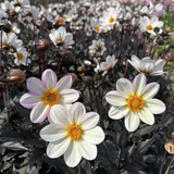 Dahlia 'Dahelgria White' from Cedar Nursery, Cobham