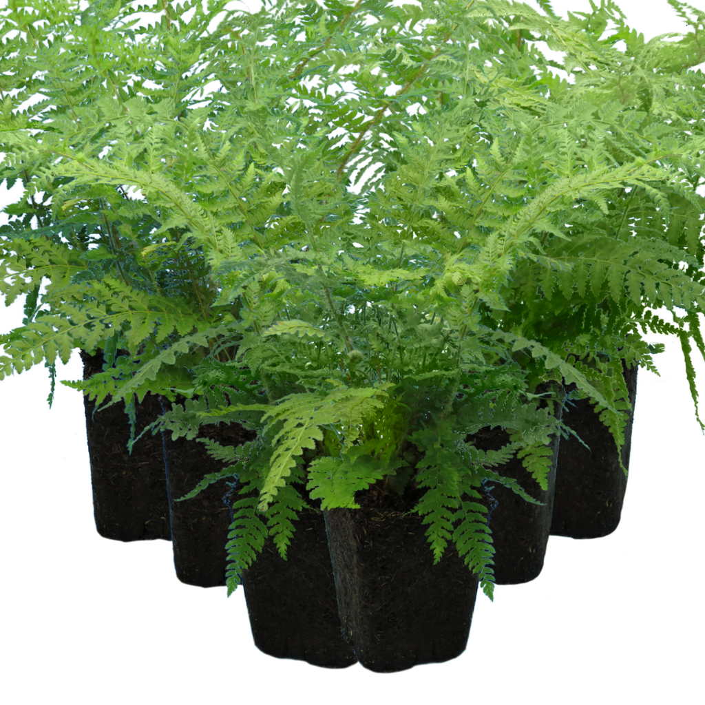 Polystichum setiferum (Shield Fern) from Cedar Nursery, Cobham