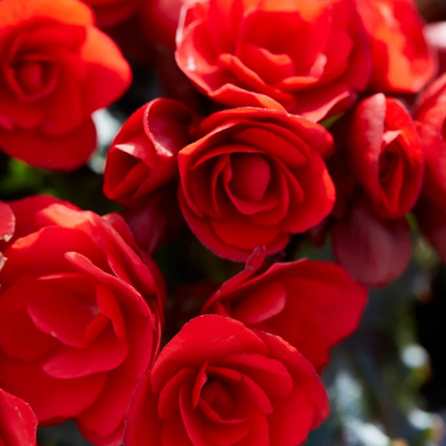 Begonia 'Vermillion Red' from Cedar Nursery, Cobham