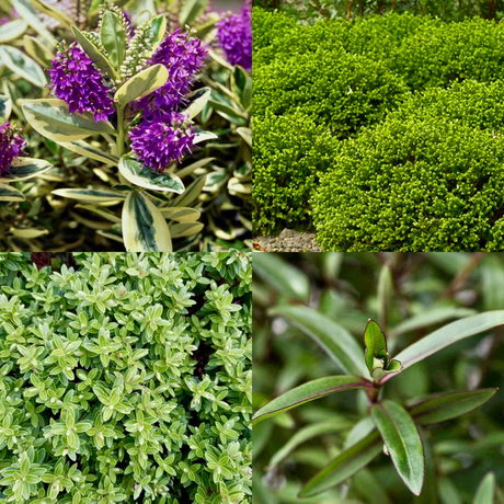 Set of Hebe (Variegata, New Zealand Gold, Sutherlandii) from Cedar Nursery, Cobham