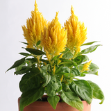 Celosia argentea 'First Flame Yellow' from Cedar Nursery, Cobham