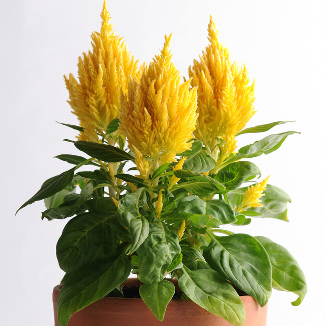 Celosia argentea 'First Flame Yellow' from Cedar Nursery, Cobham