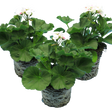 Pelargonium 'Toscana Dolce Vita Stella' from Cedar Nursery, Cobham