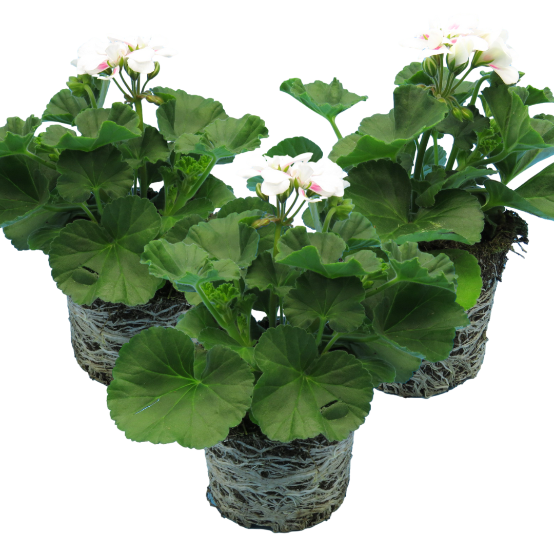 Pelargonium 'Toscana Dolce Vita Stella' from Cedar Nursery, Cobham