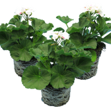 Pelargonium 'Toscana Dolce Vita Stella' from Cedar Nursery, Cobham