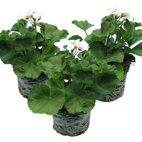 Pelargonium 'Toscana Dolce Vita Stella' from Cedar Nursery, Cobham
