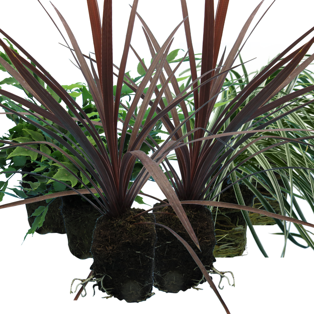 Contemporary Set - Cyrtomium falcatum 13cm, Carex oshimensis 'Feather Falls' 10.5cm, Cordyline australis 'Red Star' 13cm from Cedar Nursery, Cobham