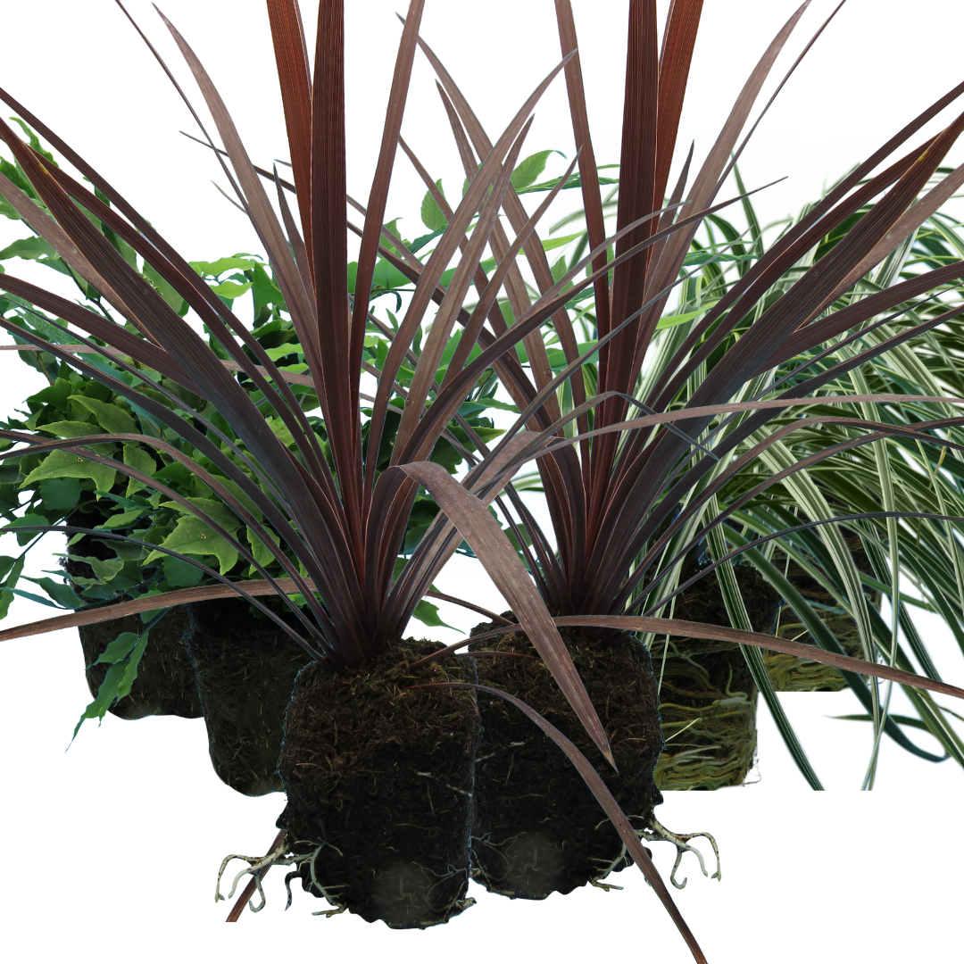 Contemporary Set - Cyrtomium falcatum 13cm, Carex oshimensis 'Feather Falls' 10.5cm, Cordyline australis 'Red Star' 13cm from Cedar Nursery, Cobham