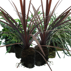Contemporary Set - Cyrtomium falcatum 13cm, Carex oshimensis 'Feather Falls' 10.5cm, Cordyline australis 'Red Star' 13cm from Cedar Nursery, Cobham