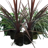 Contemporary Set - Cyrtomium falcatum 13cm, Carex oshimensis 'Feather Falls' 10.5cm, Cordyline australis 'Red Star' 13cm from Cedar Nursery, Cobham