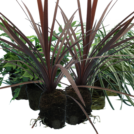 Contemporary Set - Cyrtomium falcatum 13cm, Carex oshimensis 'Feather Falls' 10.5cm, Cordyline australis 'Red Star' 13cm from Cedar Nursery, Cobham