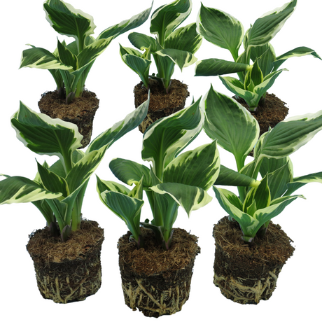 Hosta 'Paul's Glory' from Cedar Nursery, Cobham