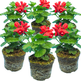 Pelargonium 'Calliope Landscape Fire' from Cedar Nursery, Cobham
