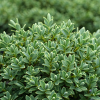 Hebe 'Sutherlandii' from Cedar Nursery, Cobham