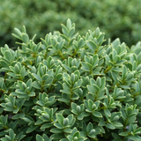 Hebe 'Sutherlandii' from Cedar Nursery, Cobham