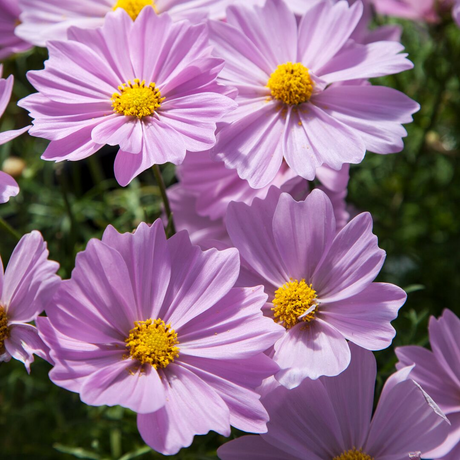 Cosmos bipinnatus 'Apollo Pink' from Cedar Nursery, Cobham