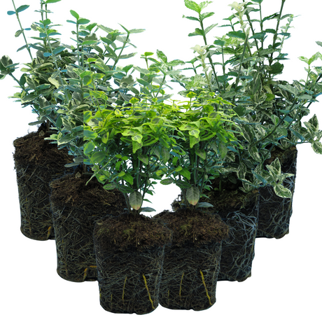 Set of Euonymus fortunei - Emerald Gaiety, Emerald Gold, Harlequin from Cedar Nursery, Cobham