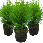 Cupressus macrocarpa 'Wilma' from Cedar Nursery, Cobham