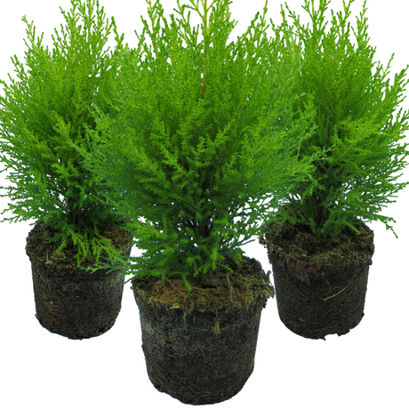 Cupressus macrocarpa 'Wilma' from Cedar Nursery, Cobham