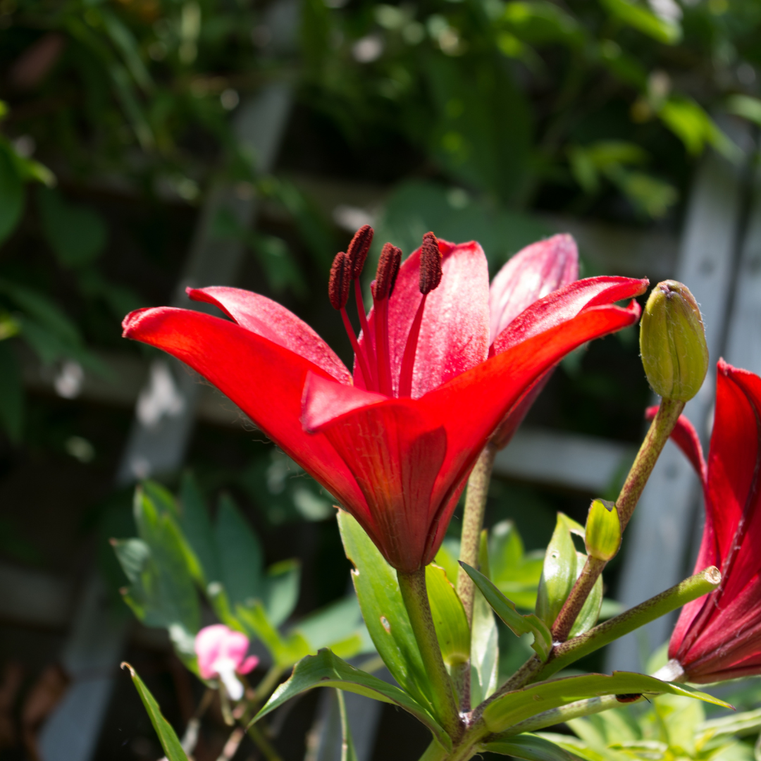 Lilium (Asiatic Group) Red from Cedar Nursery, Cobham