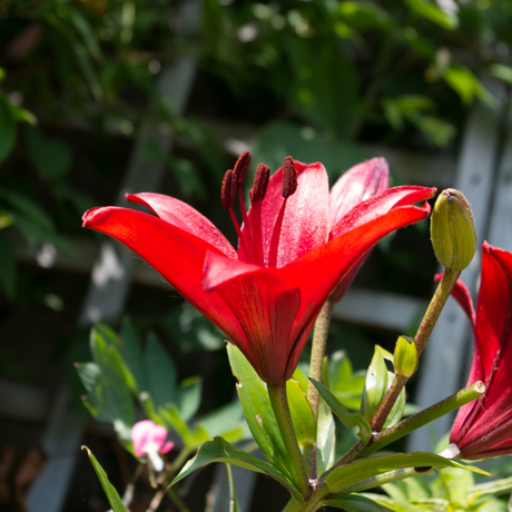 Lilium (Asiatic Group) Red from Cedar Nursery, Cobham