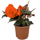 Begonia 'Mocca Deep Orange' from Cedar Nursery, Cobham