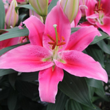 Lilium (Oriental Group) 'Golden Romance' from Cedar Nursery, Cobham