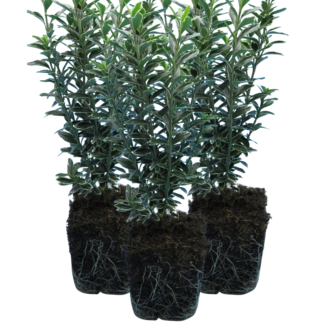 Euonymus japonicus 'Microphyllus Albovariegatus'