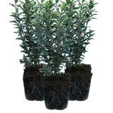 Euonymus japonicus 'Microphyllus Albovariegatus'