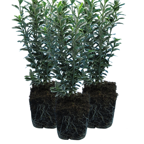 Euonymus japonicus 'Microphyllus Albovariegatus' from Cedar Nursery, Cobham