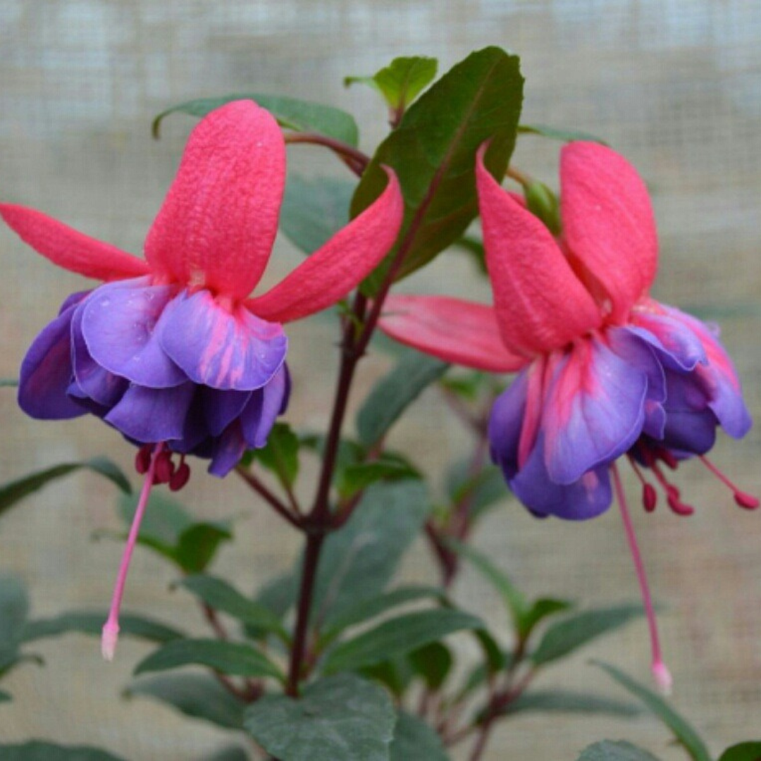 Fuchsia 'Winston Churchill' from Cedar Nursery, Cobham
