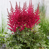 Astilbe 'Red' from Cedar Nursery, Cobham