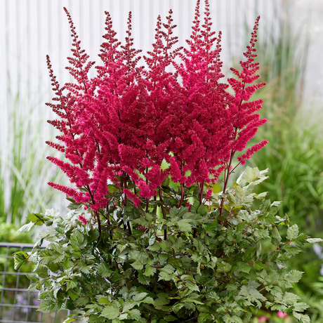 Astilbe 'Red' from Cedar Nursery, Cobham