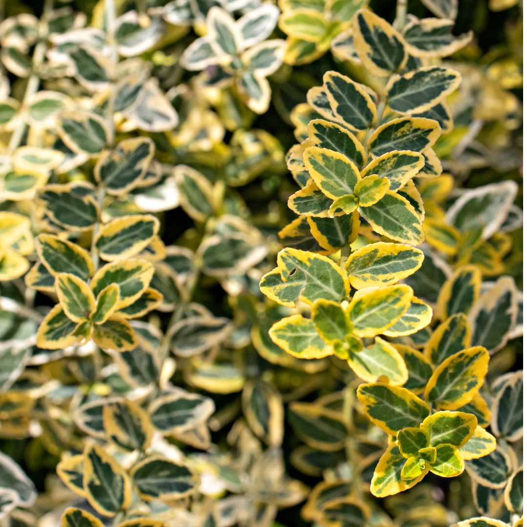Euonymus fortunei 'Emerald Gold' from Cedar Nursery, Cobham