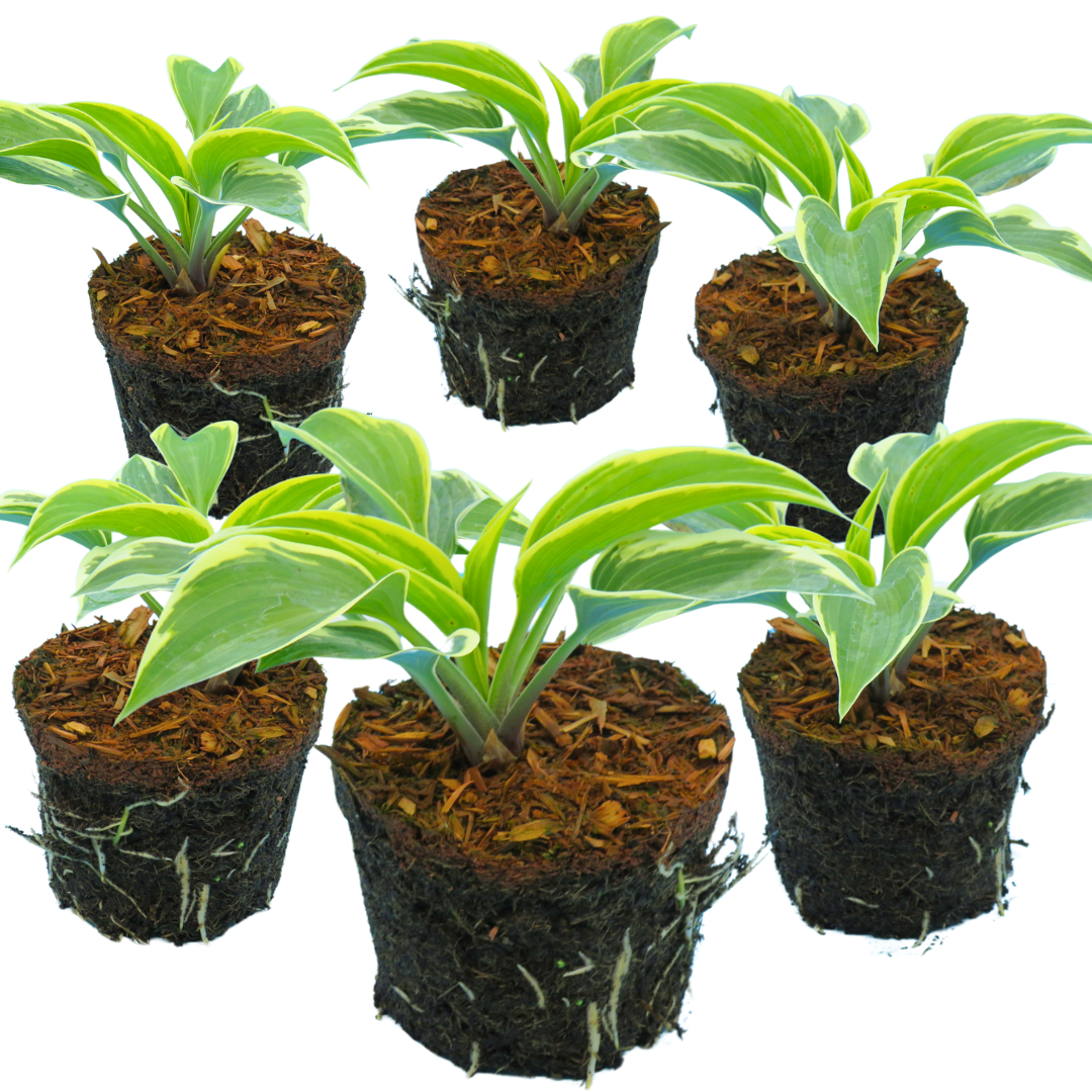 Hosta 'First Frost' from Cedar Nursery, Cobham