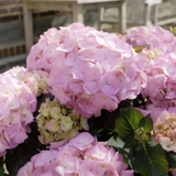 Hydrangea macrophylla 'Pink' from Cedar Nursery, Cobham