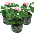 Pelargonium 'Toscana Dolce Vita Linus' from Cedar Nursery, Cobham