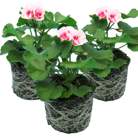 Pelargonium 'Toscana Dolce Vita Linus' from Cedar Nursery, Cobham