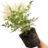 Astilbe 'White' from Cedar Nursery, Cobham