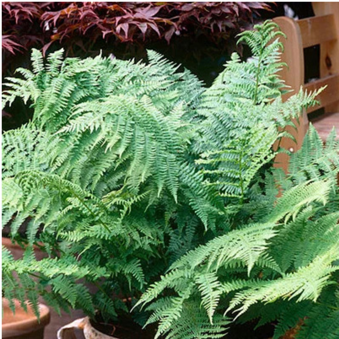 Dryopteris filix-mas (Male Fern) from Cedar Nursery, Cobham