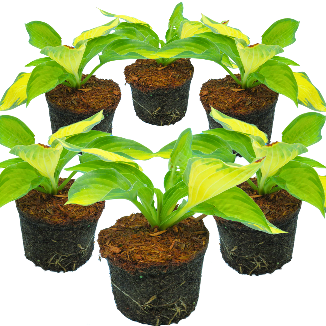 Hosta 'Paul's Glory' from Cedar Nursery, Cobham